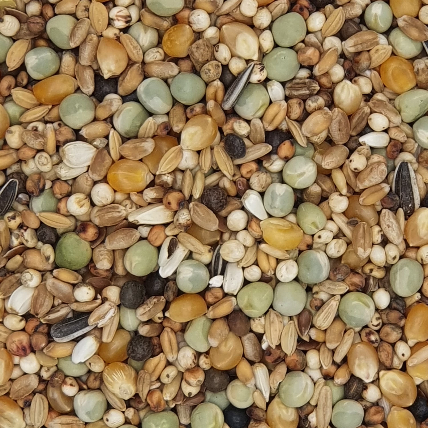 Gladen Rassetauben Mit Mais 25kg 3 Gladen Rassetauben Mit Mais 25kg