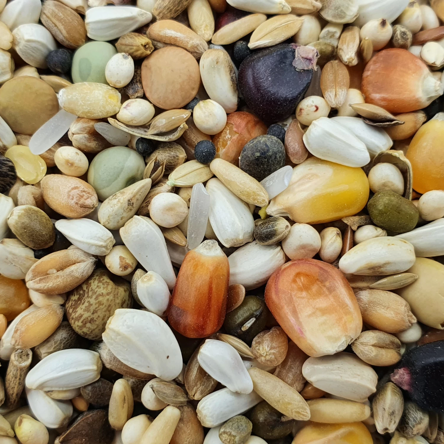 Paloma Nr.111 Olympic Gold 20kg 3 Paloma Nr.111 Olympic Gold 20kg