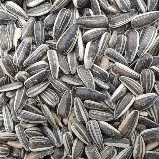 Matador Sonnenblumenkerne Gestreift 20kg 3 Matador Sonnenblumenkerne Gestreift 20kg