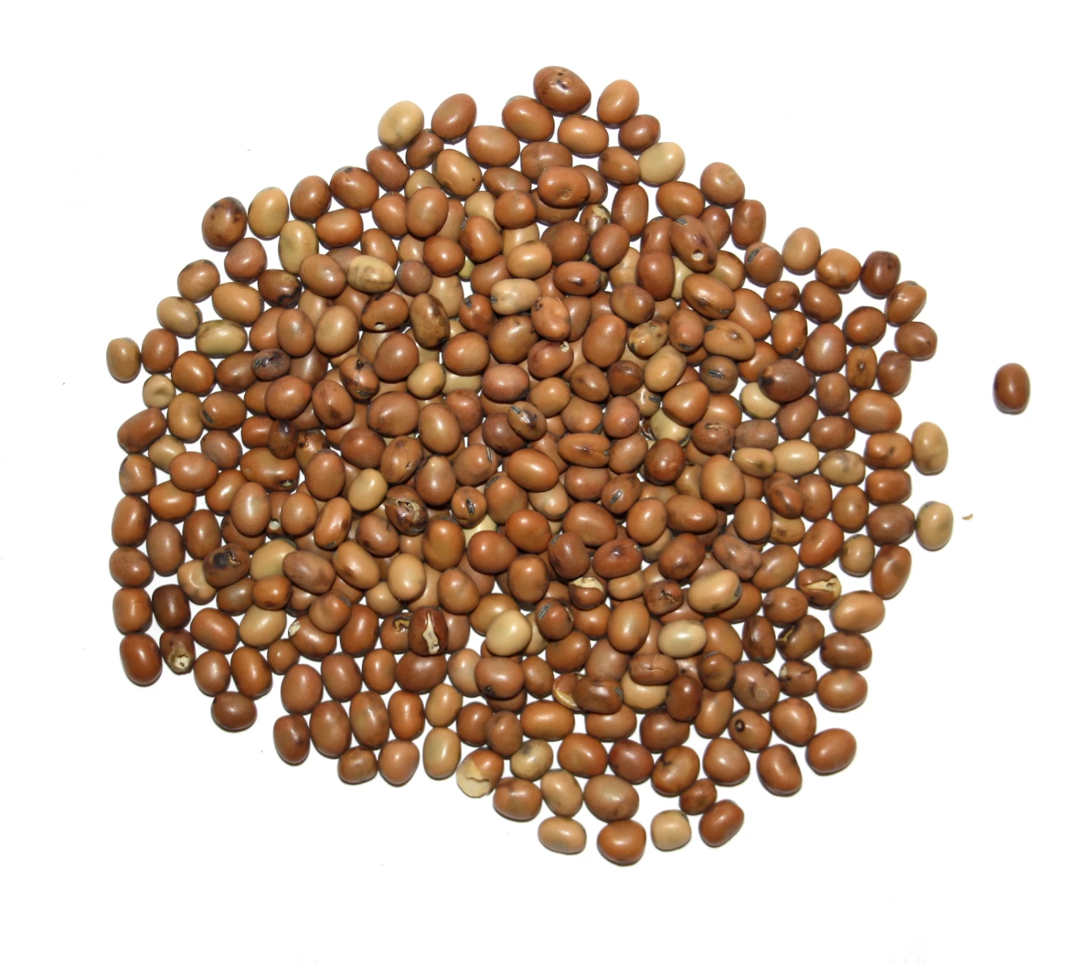 Vanrobaeys Taubenbohnen 25kg 4 Vanrobaeys Taubenbohnen 25kg – Bild 2